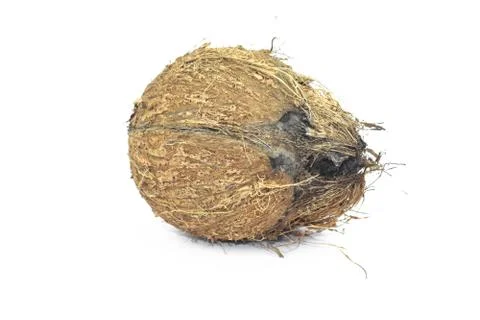 Close up of a rustic coconut in the middle of an isolated white background Stock Photos