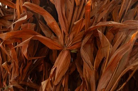 Close-Up of Rustic Dried Corn Leaves For Autumn Harvest &amp;amp; Natural Farm Decor Foto stock