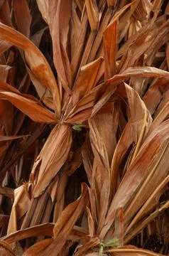 Close-Up of Rustic Dried Corn Leaves For Autumn Harvest &amp;amp; Natural Farm Decor Stock Photos