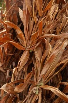 Close-Up of Rustic Dried Corn Leaves For Autumn Harvest &amp;amp; Natural Farm Decor Stock Photos