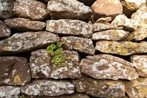 A close up of a rustic dry stone wall with a patch of green foliage, Stock Photos