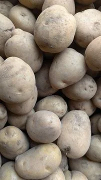 Close Up of Rustic Fresh Potatoes in Organic and Natural setting Foto stock