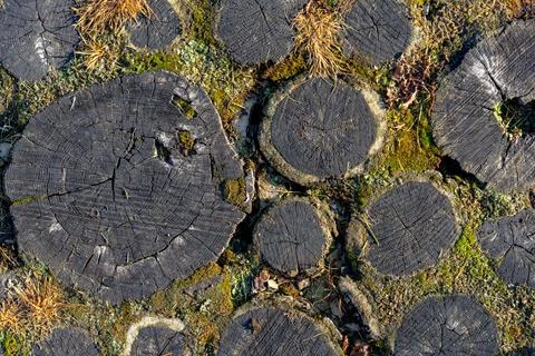 Close-up of a rustic pathway made of tree trunk slices, known as stepping sto Stock Photos