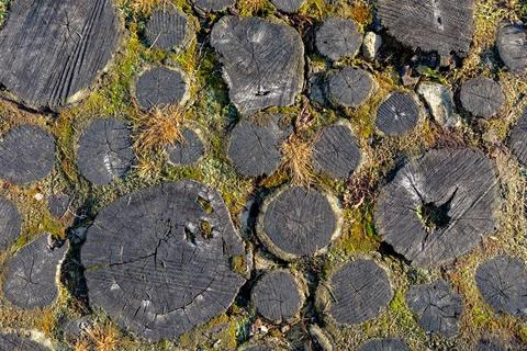 Close-up of a rustic pathway made of tree trunk slices, known as stepping sto Stock Photos