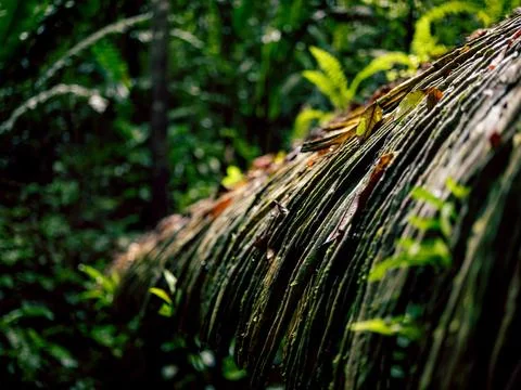 Close-up of a rustic thatched roof covered in foliage Stock Photos