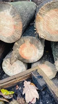Close-up of a rustic wood stack showing annual rings, with a wet oak leaf i.. Stock Photos