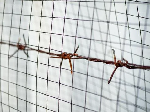 Close up of rusty barbed wire on wire mesh fence background, focus on sharp.. Stock Photos