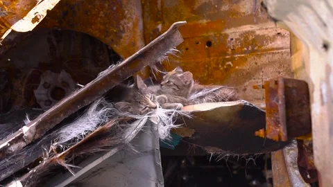 Close up of a rusty metal object with a spider web on it Stock Footage 274572510