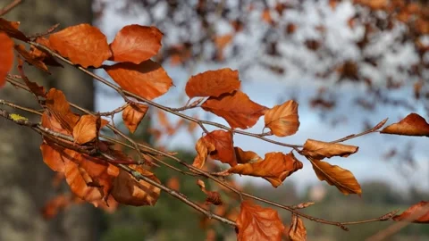 Close-Up of Rusty Orange Autumn Leaves Swaying - 4K Stock Footage 255862753