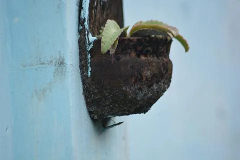 Close Up Rusty Wall Pot With Small Plant On Blue Wall Stock Photos