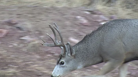 Close Rutting Mule Deer Buck Smelling for Hot Does Stock Footage 49274013