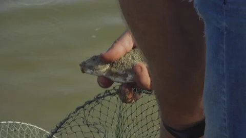 Close-up, Rybak's Hands Put in the Network Lying on the Shallow Only Caught Fish Stock Footage 147937746