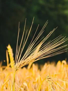 Close-up of rye awns in evening sunlight 스톡 사진