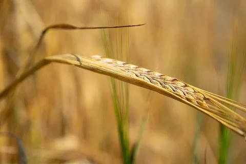 Close-up of a rye ear in a field. selective focusin Stock Photos