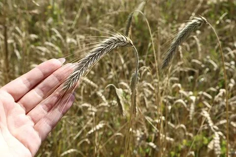 Close-up of a rye ear held by a hand in a ripe golden field. Stock Photos