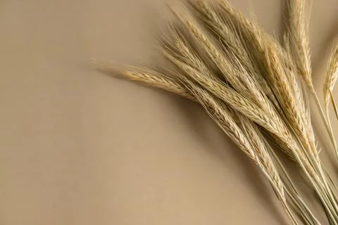 Close up of rye ears on a beige background Stock Photos