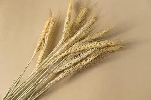 Close up of rye ears on a beige background Stock Photos