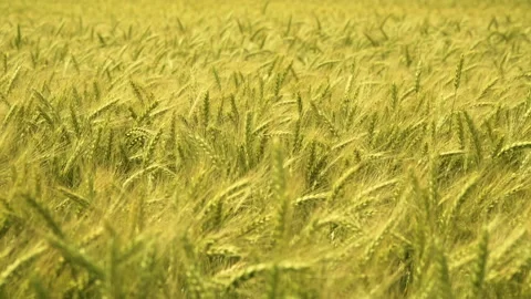 Close up of rye ears, field of rye in a summer day. Stock-Footage 195179967
