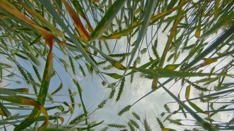 Close up of rye ears, field of rye in a summer day. Bottom up view. Stock Footage 202035595