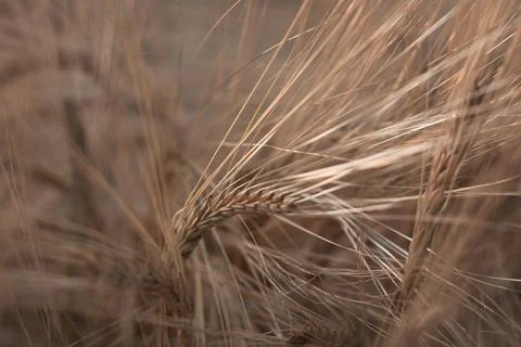 Close up of rye ears, field of rye in a summer sunrise time. Harvesting perio Stock Photos