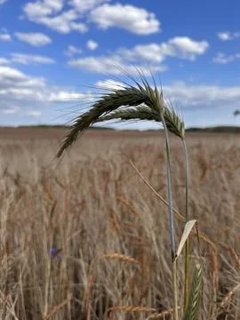 Close-Up of Rye Ears in Summer Field Stock Photos