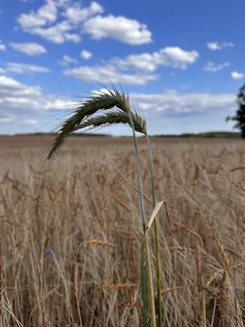 Close-up of Rye Ears in Wheat Field Stock Photos