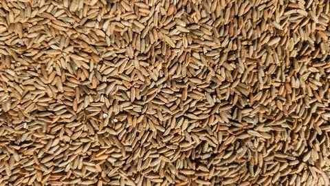 Close-up of rye grains in bulk, showing natural texture, earthy tones Stock Photos