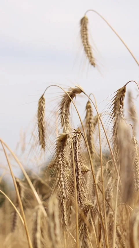 Close-up of rye spikelets in the field. Agriculture concept Stock Footage 314397202