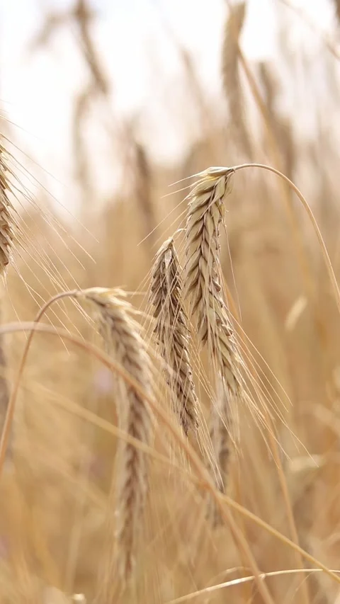 Close-up of rye spikelets in the field. Agriculture concept Stock Footage 314397260