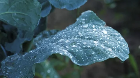 Close-up of сabbage leaves under the rain. Cabbage bushes with green leaves on Stock Footage 103818528