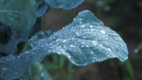 Close-up of сabbage leaves under the rain. Cabbage bushes with green leaves on Stock Footage 103940106