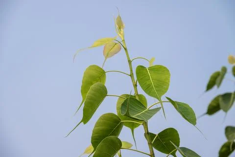 Close up of Sacred Fig Tree's leaves, Pipal Tree, Bohhi Tree, Bo Tree, Peep.. Stock Photos