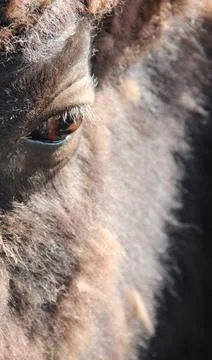 Close-up of sad bison eye. Bison close up of face Stock Photos