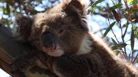 Close up of a sad, cute koala bear resting in eucalyptus tree in South Australia Stock Footage