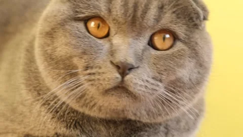 Close-up of a sad gray British cat with yellow eyes, a favorite pet. Stock Footage 253100343