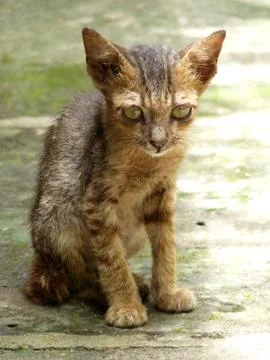 Close up of sad kitten looking at camera in city street, Vietnam Stock Photos
