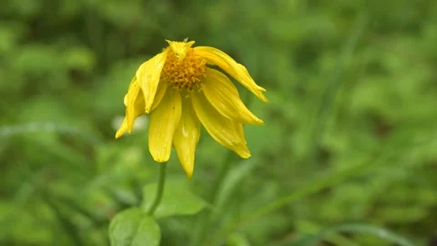 Close-up of sad looking bright yellow Heartleaf Arnica wildflower  Stock Footage 134656419