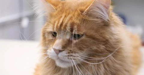 Close-up of a sad muzzle of a big cat thinking about something. A beautiful red Stock Photos