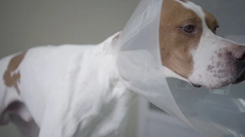 Close up of sad pointer dog with brown spots in veterinary collar. The animal is Stock Footage 107385644