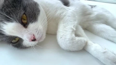 Close up sad Scottish fold cat lying on vet's examination table, veterinary  Stock Footage 287456455