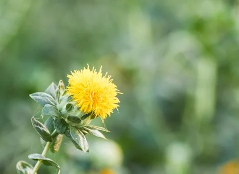 Close up of safflower Stock Photos