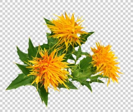 Close up of safflowers Stock Photos