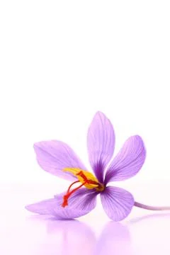 Close up of saffron flower Stock Photos