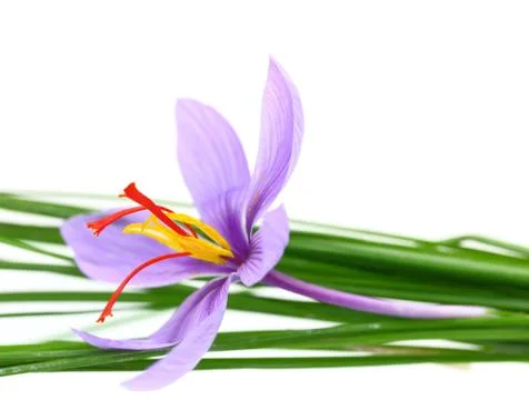Close up of saffron flower Stock Photos