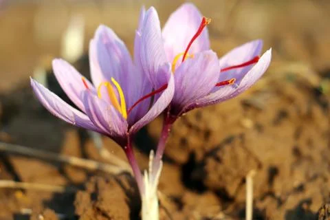 Close-up of saffron flowers, crocus Stock Photos