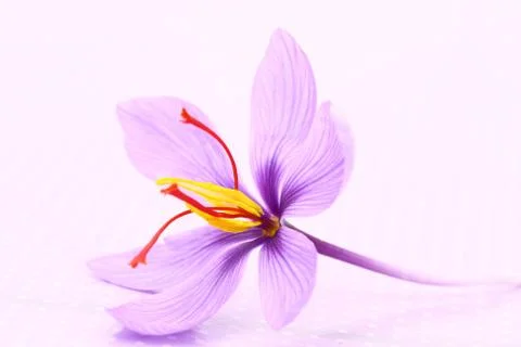 Close up of saffron flowers Stock Photos