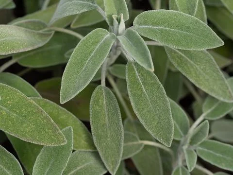Close up sage leaf, blurred background Stock Photos