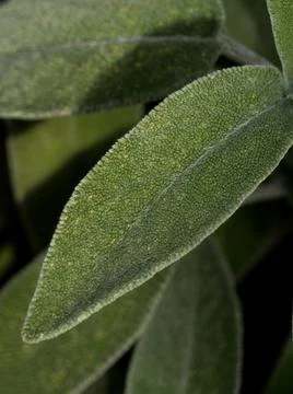 Close up sage leaf, blurred background Stock Photos