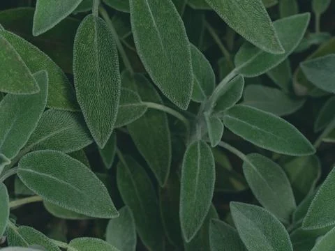 Close up sage leaf, blurred background Stock-Fotos