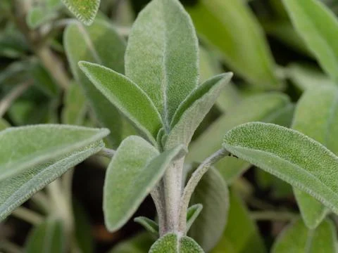 Close up sage leaf, blurred background Foto stock